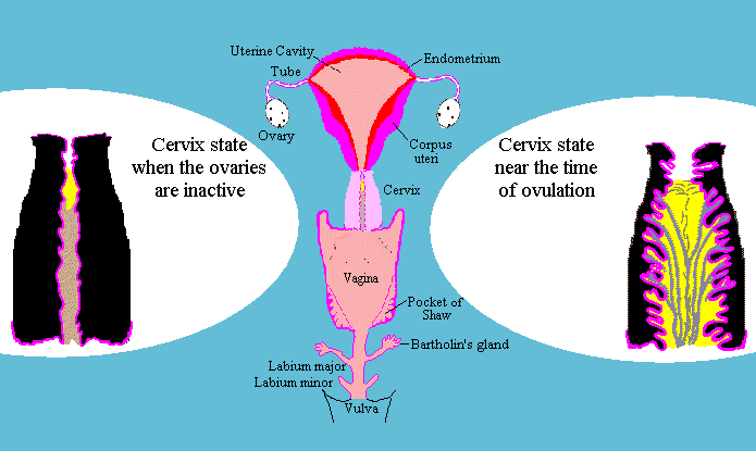 Cervix