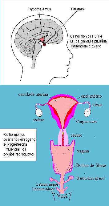 Fertility