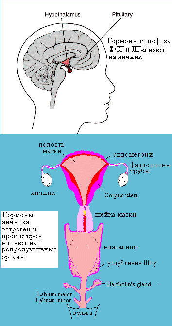 Fertility